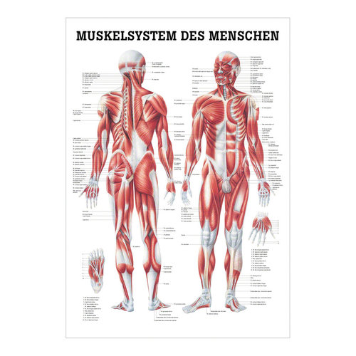 Lehrtafel "Menschliches Muskelsystem", LxB 100x70 cm,