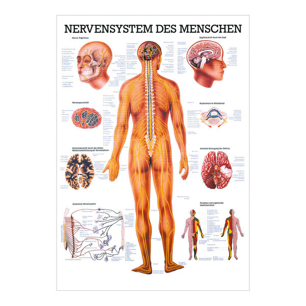 Lehrtafel "Das Nervensystem", LxB 100x70 cm